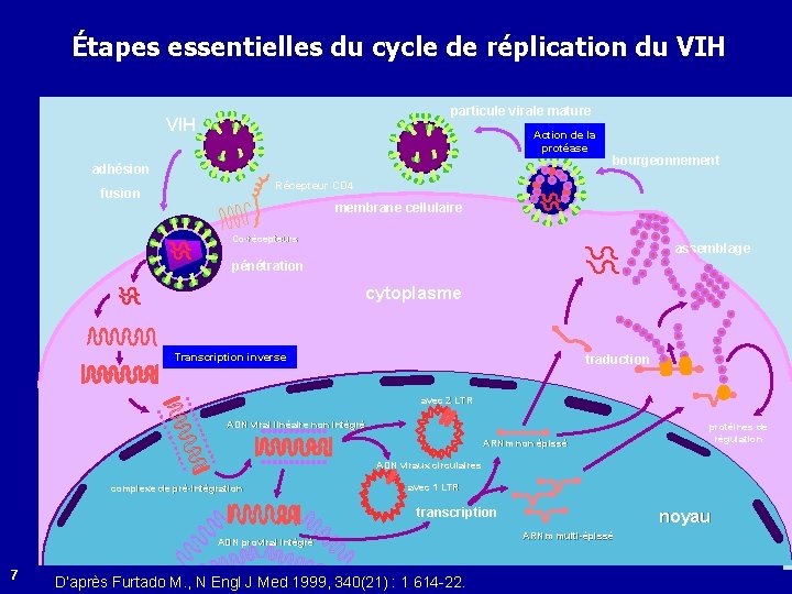 Étapes essentielles du cycle de réplication du VIH particule virale mature VIH Action de