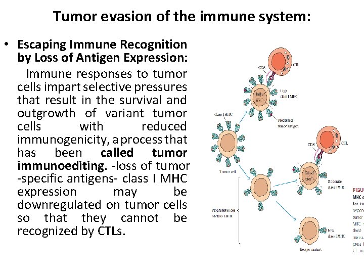 Tumor evasion of the immune system: • Escaping Immune Recognition by Loss of Antigen