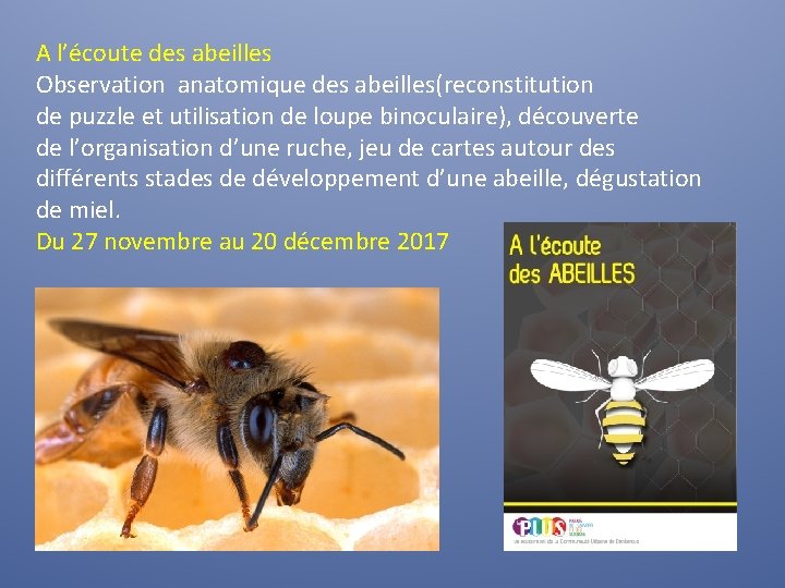 A l’écoute des abeilles Observation anatomique des abeilles(reconstitution de puzzle et utilisation de loupe