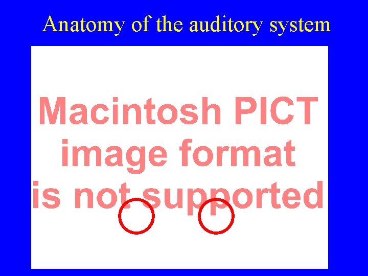 Anatomy of the auditory system 