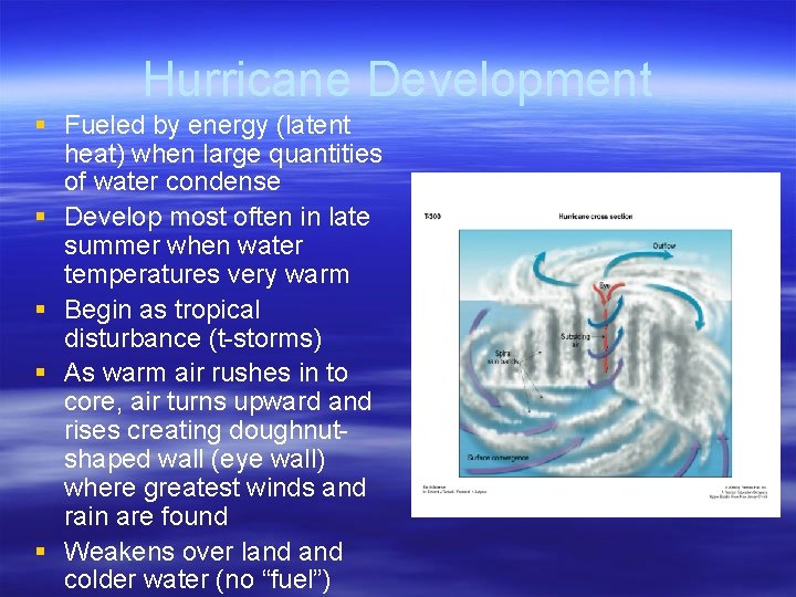 Hurricane Development § Fueled by energy (latent heat) when large quantities of water condense