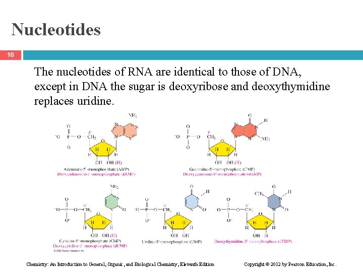 Nucleotides 10 The nucleotides of RNA are identical to those of DNA, except in