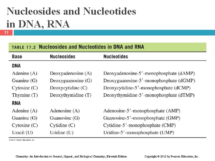Nucleosides and Nucleotides in DNA, RNA 13 Chemistry: An Introduction to General, Organic, and