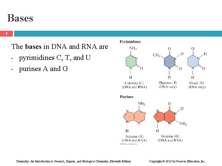 Bases 4 The bases in DNA and RNA are • • pyrimidines C, T,