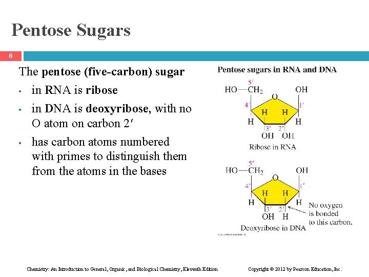 Pentose Sugars 6 The pentose (five-carbon) sugar • • • in RNA is ribose