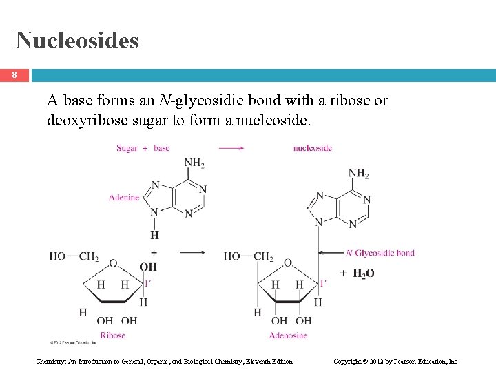 Nucleosides 8 A base forms an N-glycosidic bond with a ribose or deoxyribose sugar