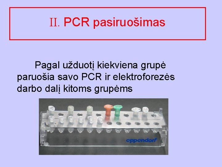 II. PCR pasiruošimas Pagal užduotį kiekviena grupė paruošia savo PCR ir elektroforezės darbo dalį
