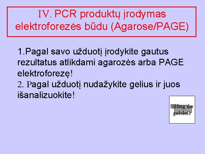 IV. PCR produktų įrodymas elektroforezės būdu (Agarose/PAGE) 1. Pagal savo užduotį įrodykite gautus rezultatus