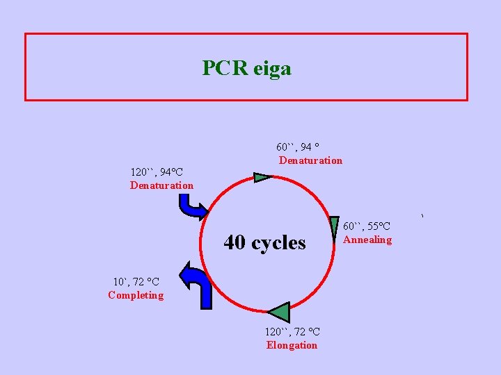PCR eiga 120``, 94°C Denaturation 60``, 94 ° Denaturation 40 cycles 10`, 72 °C