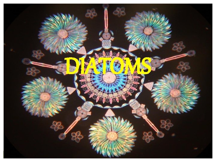 DIATOMS DIATOMS