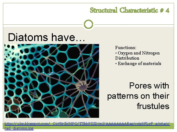 Structural Characteristic # 4 Diatoms have… Functions: • Oxygen and Nitrogen Distribution • Exchange Structural Characteristic # 4 Diatoms have… Functions: • Oxygen and Nitrogen Distribution • Exchange