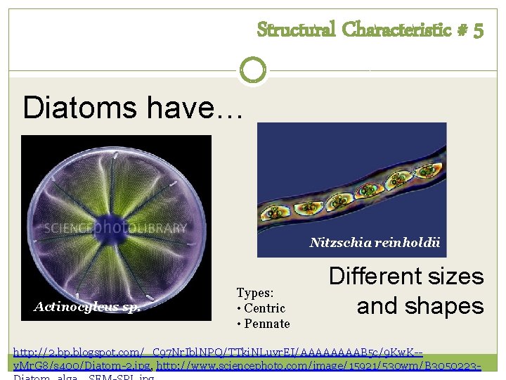 Structural Characteristic # 5 Diatoms have… Nitzschia reinholdii Actinocylcus sp. Types: • Centric • Structural Characteristic # 5 Diatoms have… Nitzschia reinholdii Actinocylcus sp. Types: • Centric •