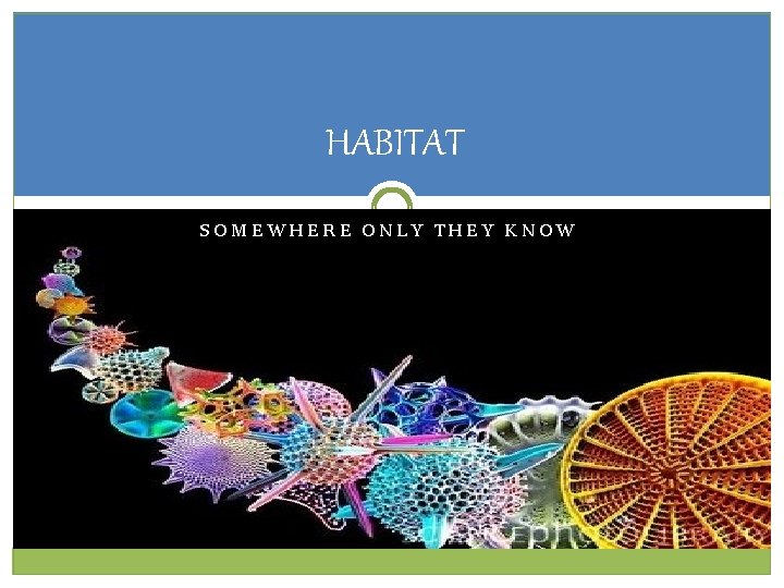 HABITAT SOMEWHERE ONLY THEY KNOW HABITAT SOMEWHERE ONLY THEY KNOW