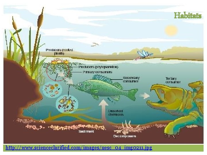 Habitats Diatoms live in… NO cilia and flagella http: //www. scienceclarified. com/images/uesc_04_img 0211. jpg Habitats Diatoms live in… NO cilia and flagella http: //www. scienceclarified. com/images/uesc_04_img 0211. jpg