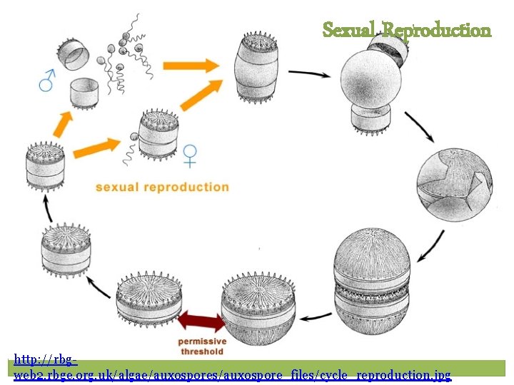 Sexual Reproduction http: //rbgweb 2. rbge. org. uk/algae/auxospores/auxospore_files/cycle_reproduction. jpg Sexual Reproduction http: //rbgweb 2. rbge. org. uk/algae/auxospores/auxospore_files/cycle_reproduction. jpg