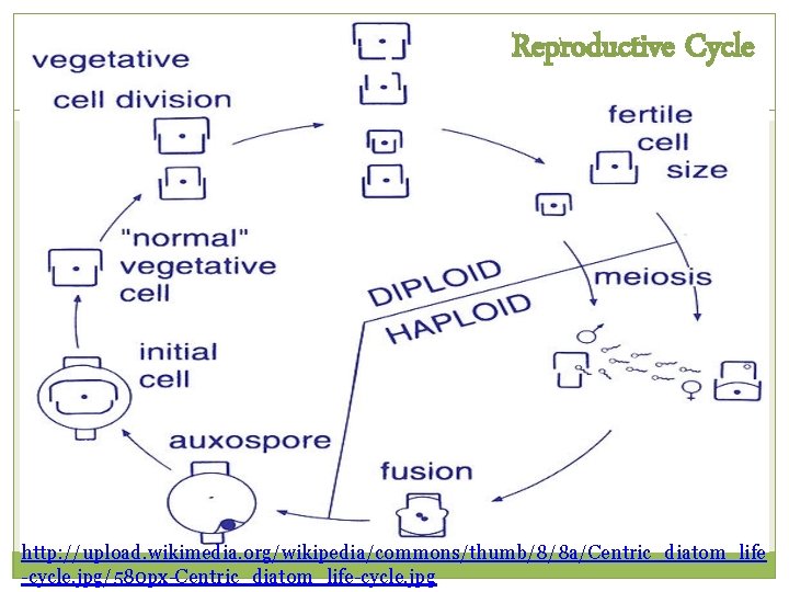 Reproductive Cycle http: //upload. wikimedia. org/wikipedia/commons/thumb/8/8 a/Centric_diatom_life -cycle. jpg/580 px-Centric_diatom_life-cycle. jpg Reproductive Cycle http: //upload. wikimedia. org/wikipedia/commons/thumb/8/8 a/Centric_diatom_life -cycle. jpg/580 px-Centric_diatom_life-cycle. jpg