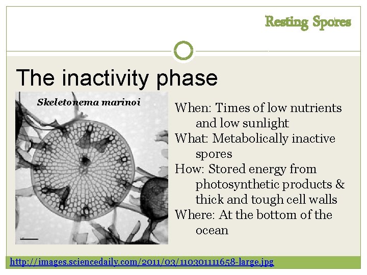 Resting Spores The inactivity phase Skeletonema marinoi When: Times of low nutrients and low Resting Spores The inactivity phase Skeletonema marinoi When: Times of low nutrients and low