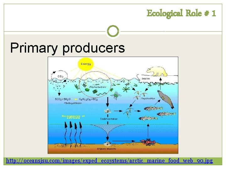 Ecological Role # 1 Primary producers http: //oceansjsu. com/images/exped_ecoystems/arctic_marine_food_web_90. jpg Ecological Role # 1 Primary producers http: //oceansjsu. com/images/exped_ecoystems/arctic_marine_food_web_90. jpg