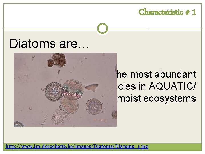 Characteristic # 1 Diatoms are… the most abundant species in AQUATIC/ moist ecosystems http: Characteristic # 1 Diatoms are… the most abundant species in AQUATIC/ moist ecosystems http:
