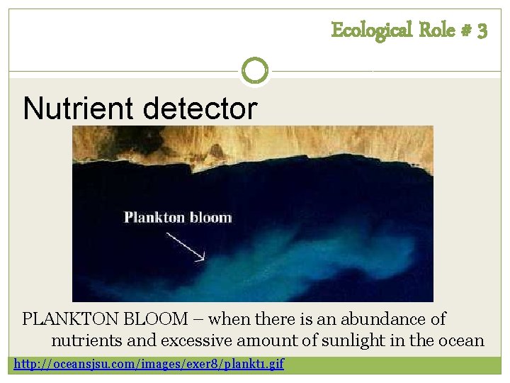 Ecological Role # 3 Nutrient detector PLANKTON BLOOM – when there is an abundance Ecological Role # 3 Nutrient detector PLANKTON BLOOM – when there is an abundance