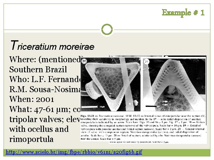 Example # 1 Triceratium moreirae Where: (mentioned) Southern Brazil Who: L. F. Fernandes and Example # 1 Triceratium moreirae Where: (mentioned) Southern Brazil Who: L. F. Fernandes and