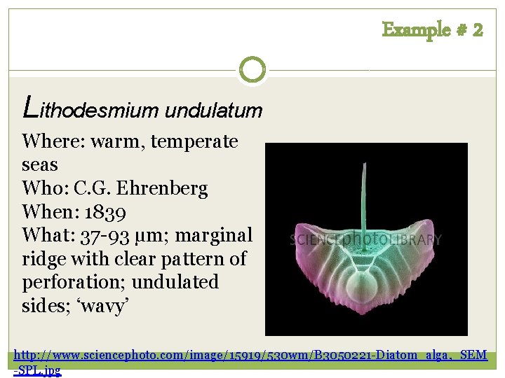 Example # 2 Lithodesmium undulatum Where: warm, temperate seas Who: C. G. Ehrenberg When: Example # 2 Lithodesmium undulatum Where: warm, temperate seas Who: C. G. Ehrenberg When: