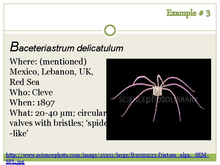 Example # 3 Baceteriastrum delicatulum Where: (mentioned) Mexico, Lebanon, UK, Red Sea Who: Cleve Example # 3 Baceteriastrum delicatulum Where: (mentioned) Mexico, Lebanon, UK, Red Sea Who: Cleve