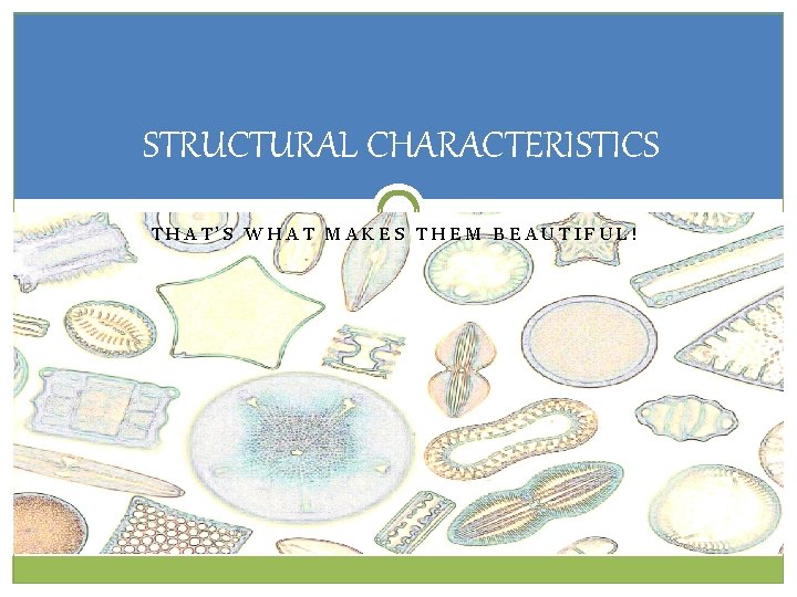 STRUCTURAL CHARACTERISTICS THAT’S WHAT MAKES THEM BEAUTIFUL! STRUCTURAL CHARACTERISTICS THAT’S WHAT MAKES THEM BEAUTIFUL!
