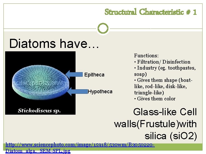 Structural Characteristic # 1 Diatoms have… Epitheca Hypotheca Stichodiscus sp. Functions: • Filtration/ Disinfection Structural Characteristic # 1 Diatoms have… Epitheca Hypotheca Stichodiscus sp. Functions: • Filtration/ Disinfection