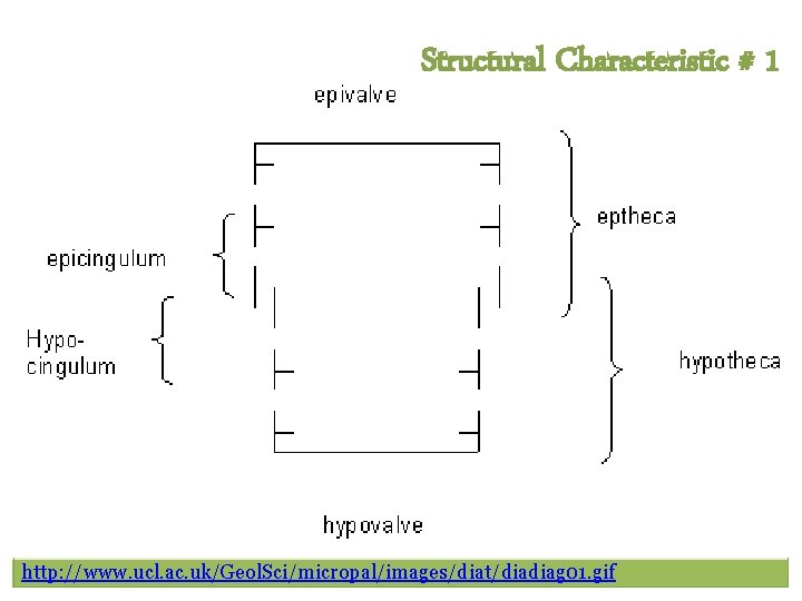Structural Characteristic # 1 http: //www. ucl. ac. uk/Geol. Sci/micropal/images/diat/diadiag 01. gif Structural Characteristic # 1 http: //www. ucl. ac. uk/Geol. Sci/micropal/images/diat/diadiag 01. gif