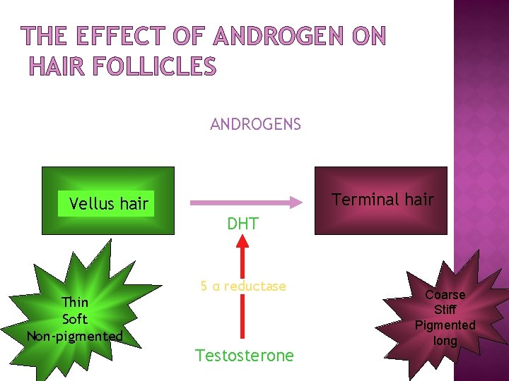 THE EFFECT OF ANDROGEN ON HAIR FOLLICLES ANDROGENS Terminal hair Vellus hair DHT Thin