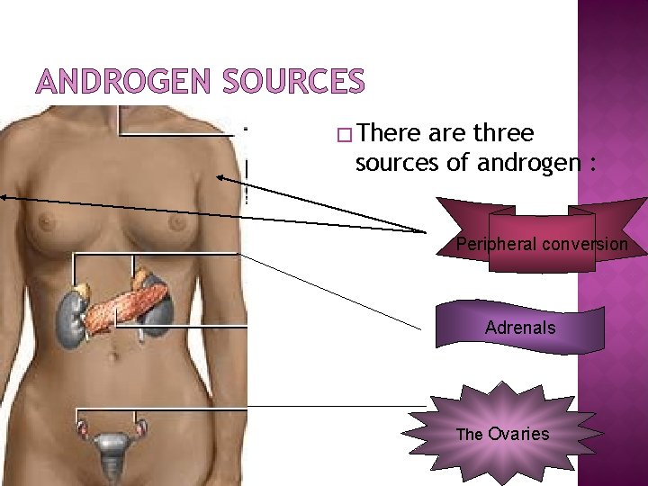 ANDROGEN SOURCES � There are three sources of androgen : Peripheral conversion Adrenals The