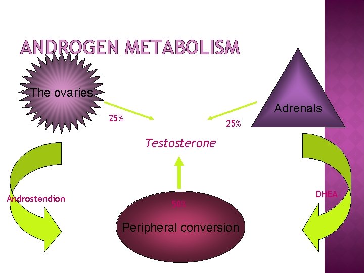 ANDROGEN METABOLISM The ovaries Adrenals 25% Testosterone Androstendion 50% Peripheral conversion DHEA 