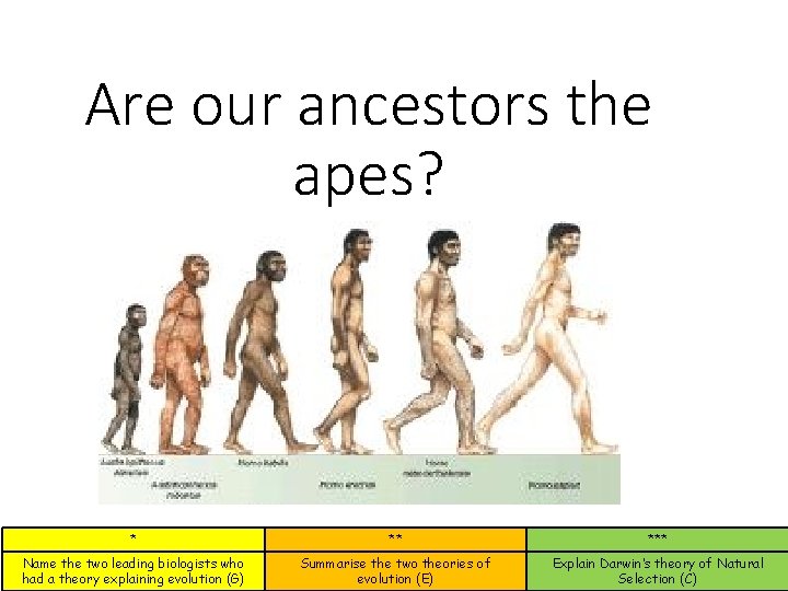 Are our ancestors the apes? * ** *** Name the two leading biologists who Are our ancestors the apes? * ** *** Name the two leading biologists who