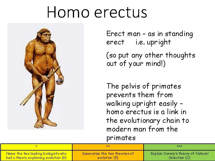 Homo erectus Erect man – as in standing erect i. e. upright (so put Homo erectus Erect man – as in standing erect i. e. upright (so put