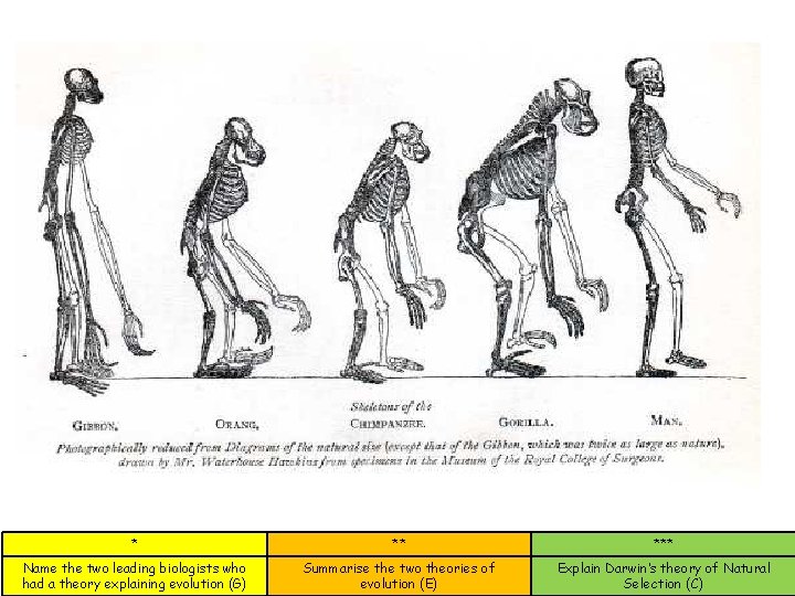 * ** *** Name the two leading biologists who had a theory explaining evolution * ** *** Name the two leading biologists who had a theory explaining evolution