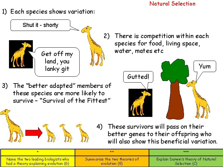 Natural Selection 1) Each species shows variation: Shut it - shorty Get off my Natural Selection 1) Each species shows variation: Shut it - shorty Get off my
