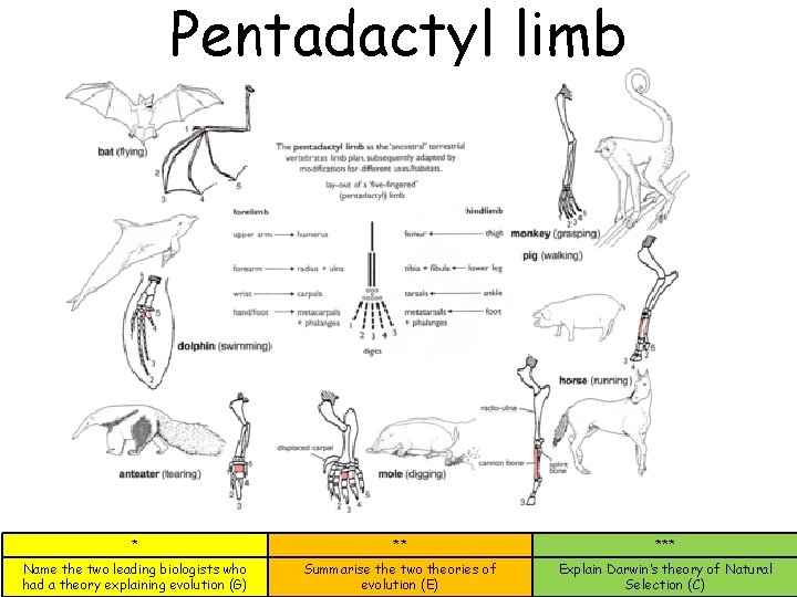 Pentadactyl limb * ** *** Name the two leading biologists who had a theory Pentadactyl limb * ** *** Name the two leading biologists who had a theory
