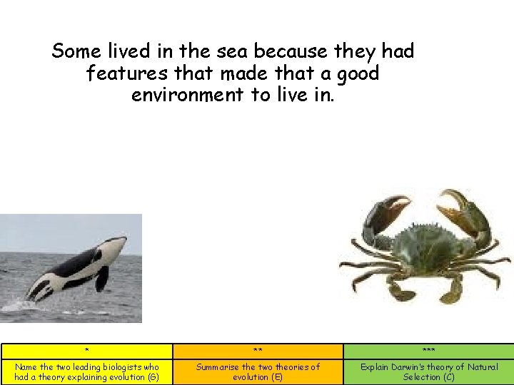 Some lived in the sea because they had features that made that a good Some lived in the sea because they had features that made that a good