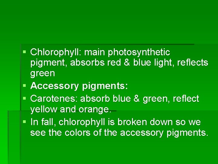 § Chlorophyll: main photosynthetic pigment, absorbs red & blue light, reflects green § Accessory