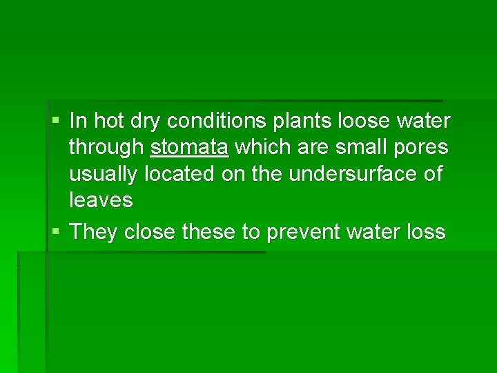 § In hot dry conditions plants loose water through stomata which are small pores