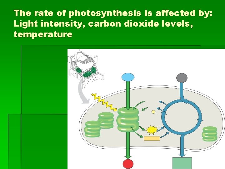 The rate of photosynthesis is affected by: Light intensity, carbon dioxide levels, temperature 
