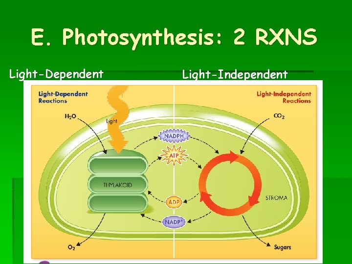 E. Photosynthesis: 2 RXNS Light-Dependent Reactions Light-Independent Reactions 