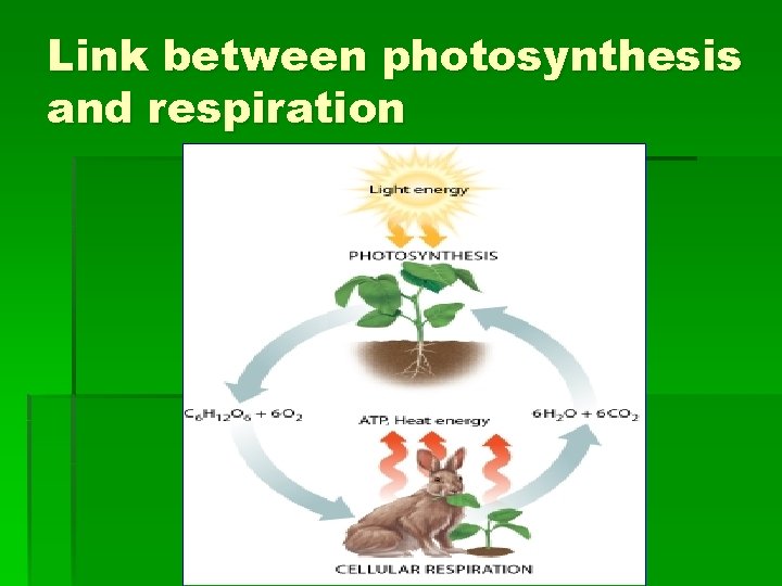 Link between photosynthesis and respiration 