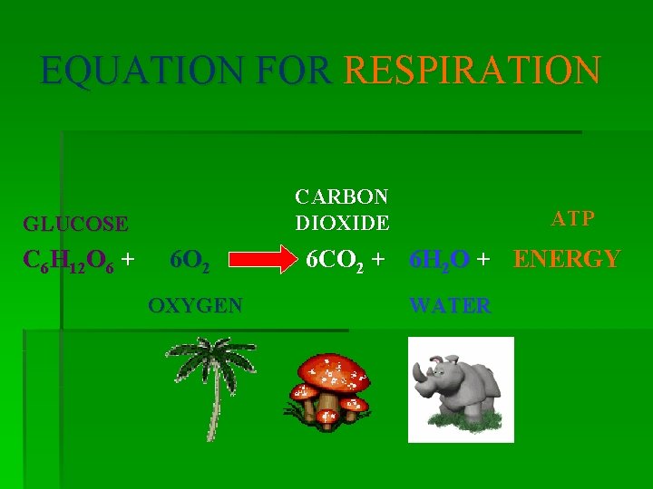 EQUATION FOR RESPIRATION CARBON DIOXIDE GLUCOSE C 6 H 12 O 6 + 6