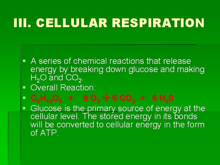 III. CELLULAR RESPIRATION § A series of chemical reactions that release energy by breaking