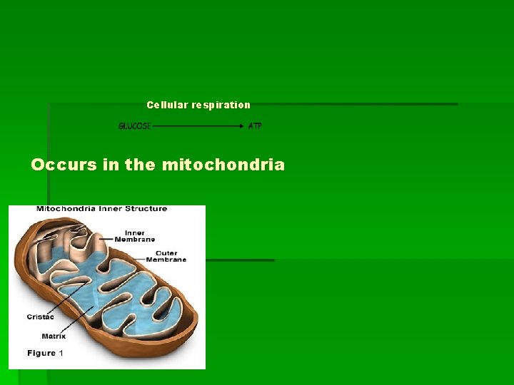 Cellular respiration Occurs in the mitochondria 