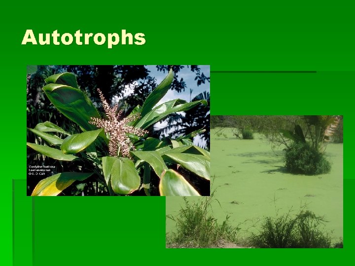 Autotrophs 