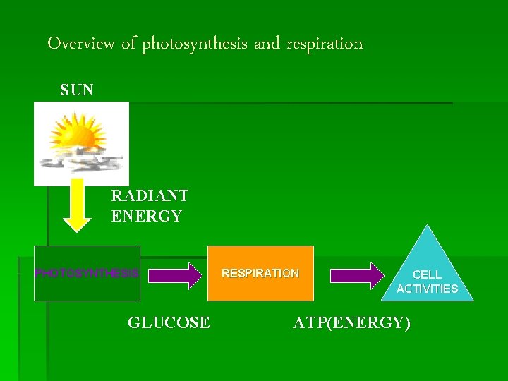 Overview of photosynthesis and respiration SUN RADIANT ENERGY PHOTOSYNTHESIS GLUCOSE RESPIRATION CELL ACTIVITIES ATP(ENERGY)