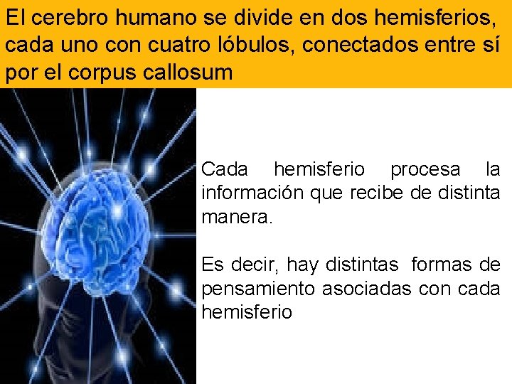 El cerebro humano se divide en dos hemisferios, cada uno con cuatro lóbulos, conectados